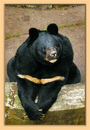No. 372 - Konopiště - medvědi